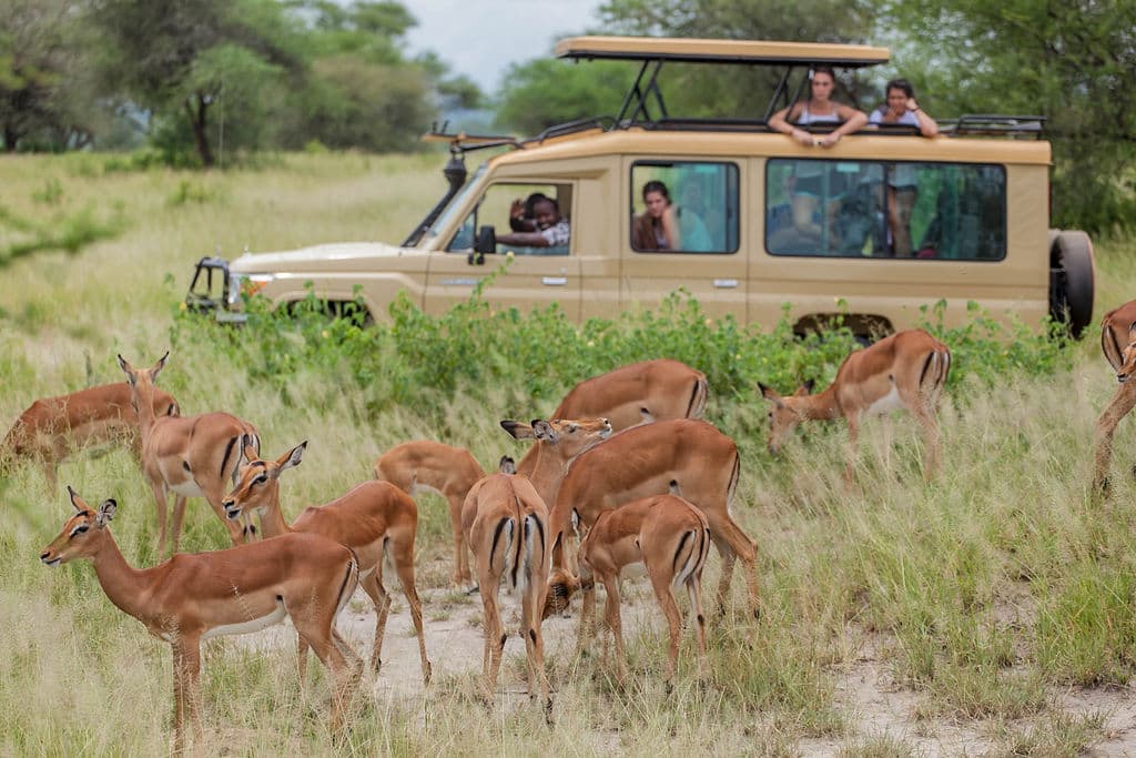 Safari vehicle beside antelope in open grassland