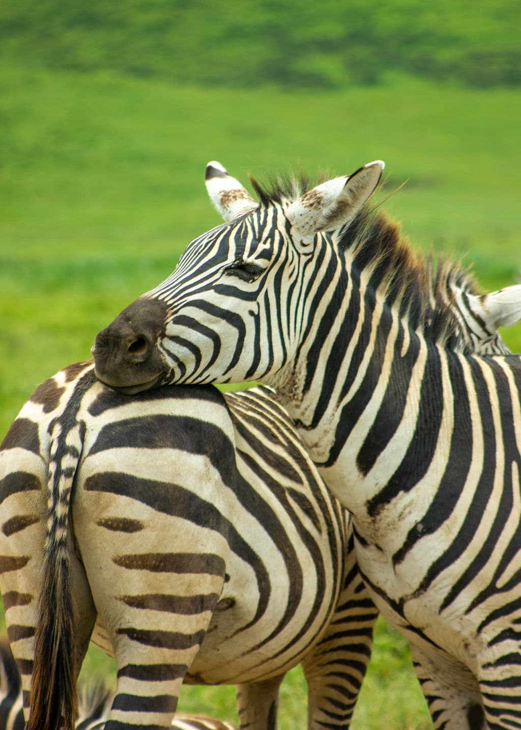 سفاري خاص للأزواج