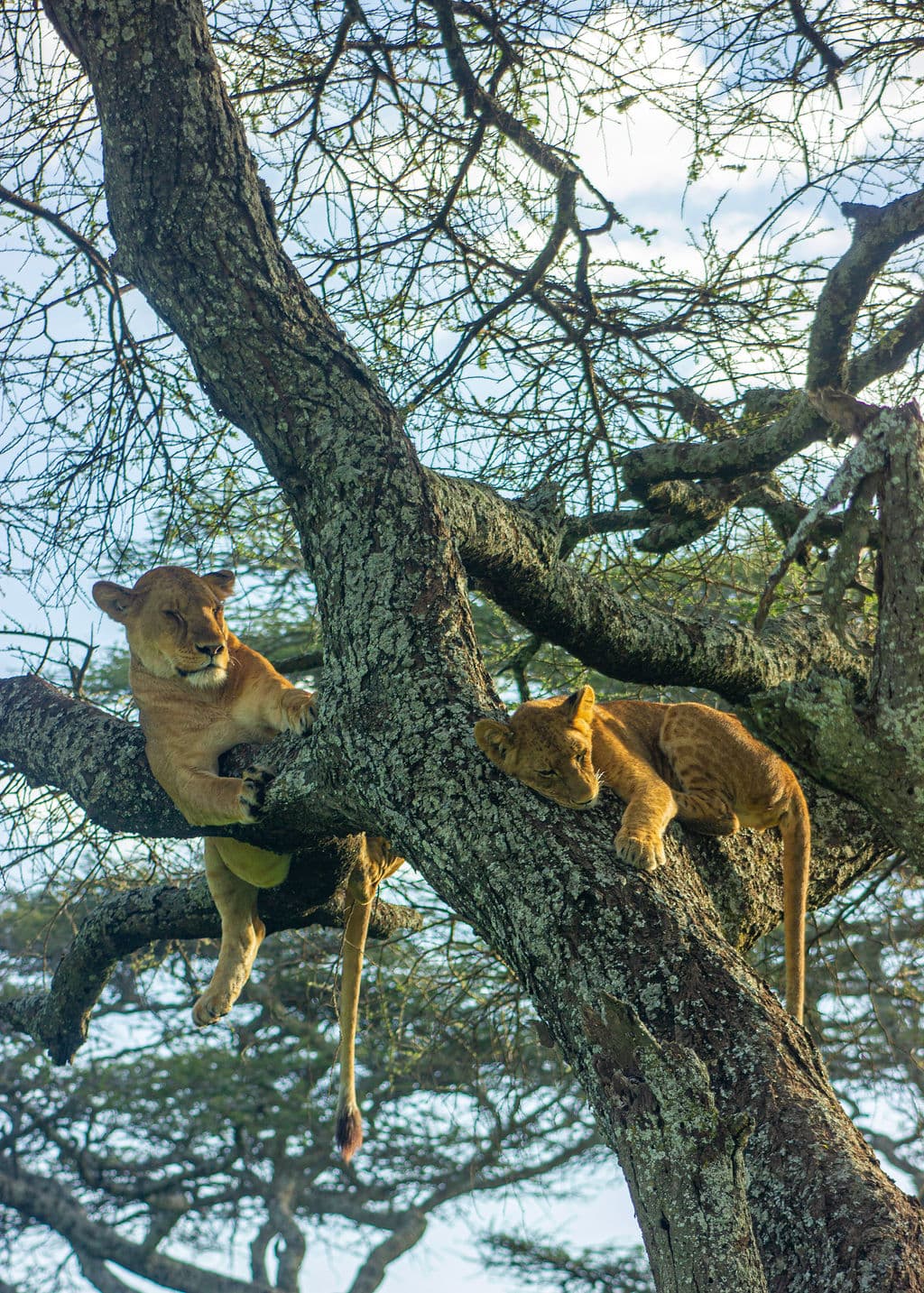 سفاري كلاسيكي لشهر العسل في تنزانيا