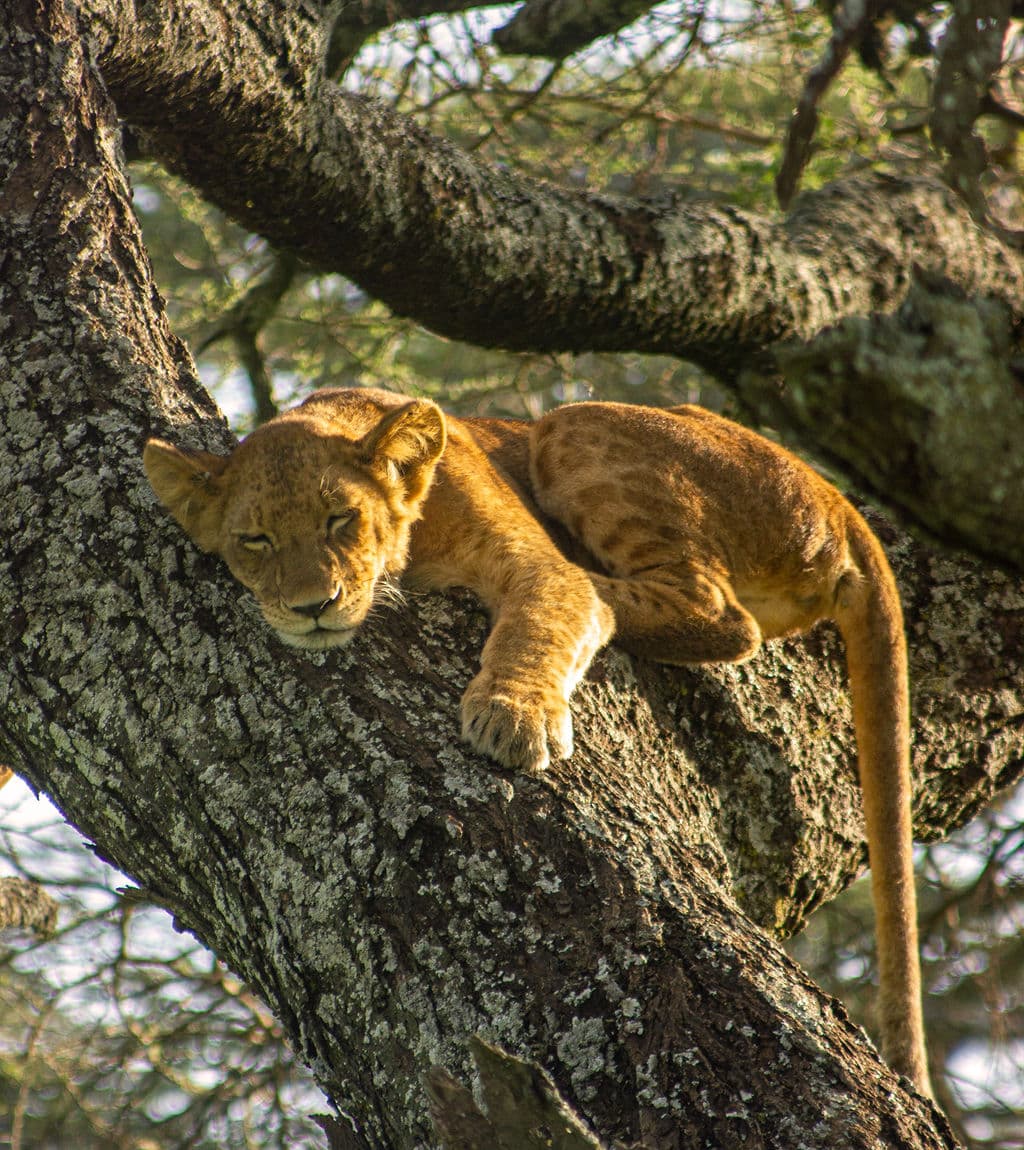 سفاري الهجرة للعائلات