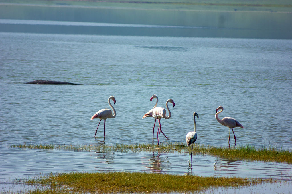 Turquoise water and white sand on a Zanzibar beach