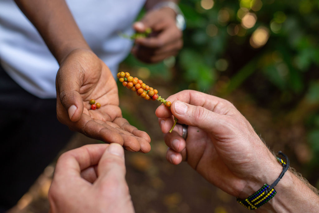 سفاري رومانسية في تنزانيا