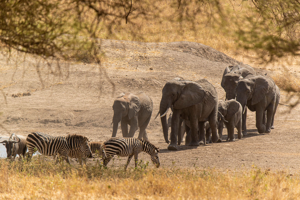 Elephant herd traveling together across the savannah