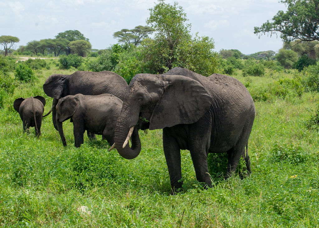 Giraffe silhouetted against a warm Tanzania sunset