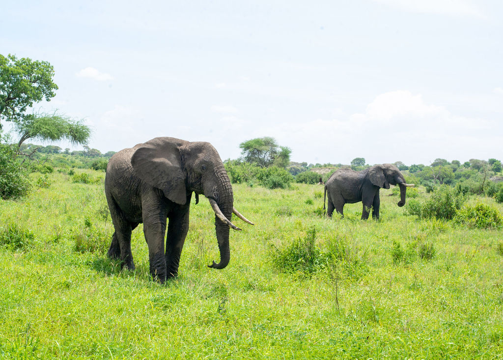 سفاري رومانسية في تنزانيا