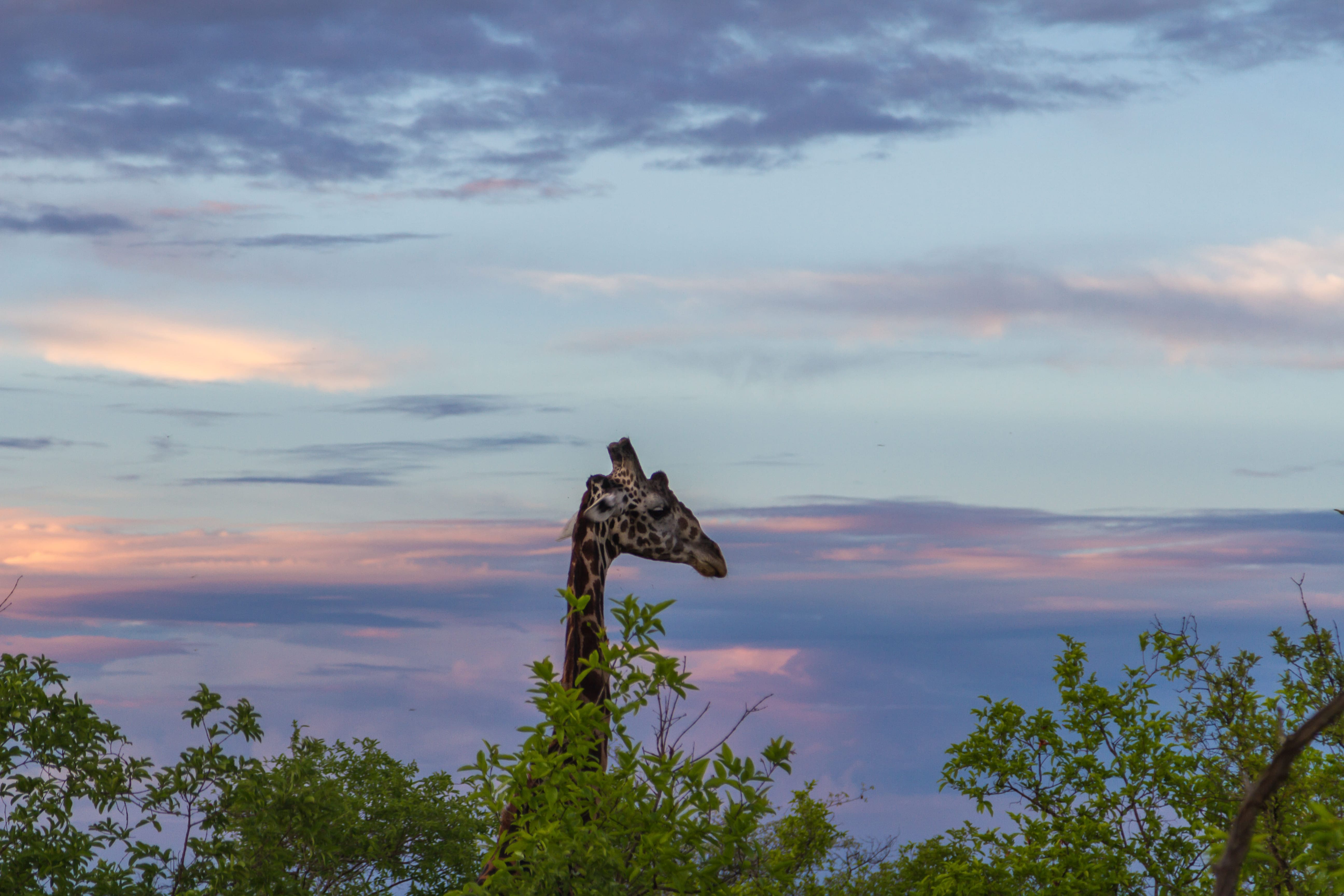 Klipspringer safari in Tanzania