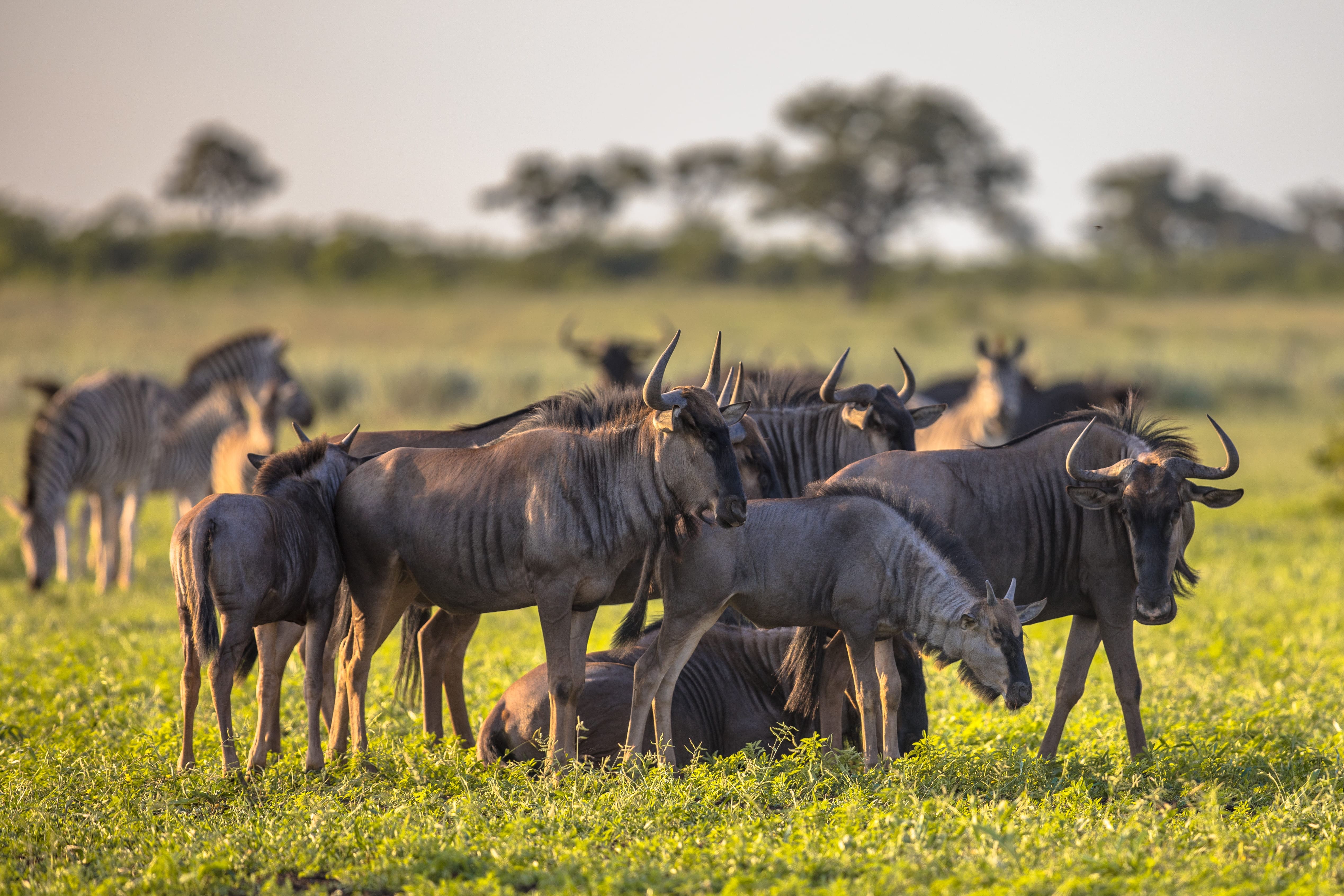 A dense wildebeest herd gathered on the Serengeti plains