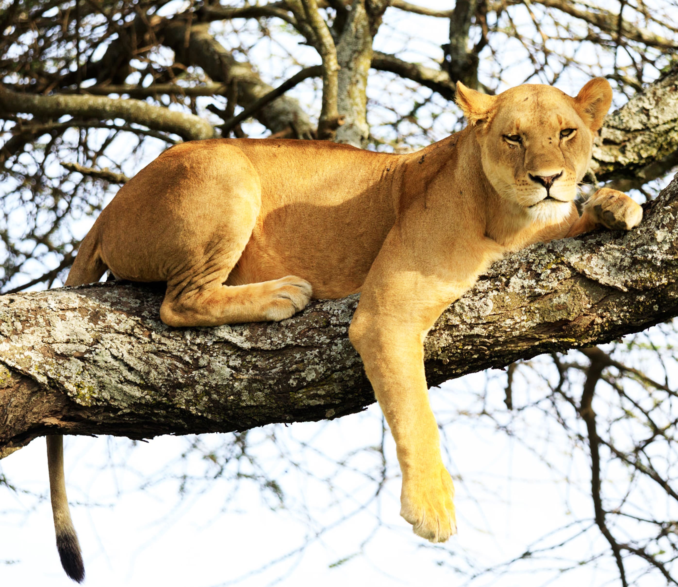 Open safari vehicle watching wildlife in the Serengeti