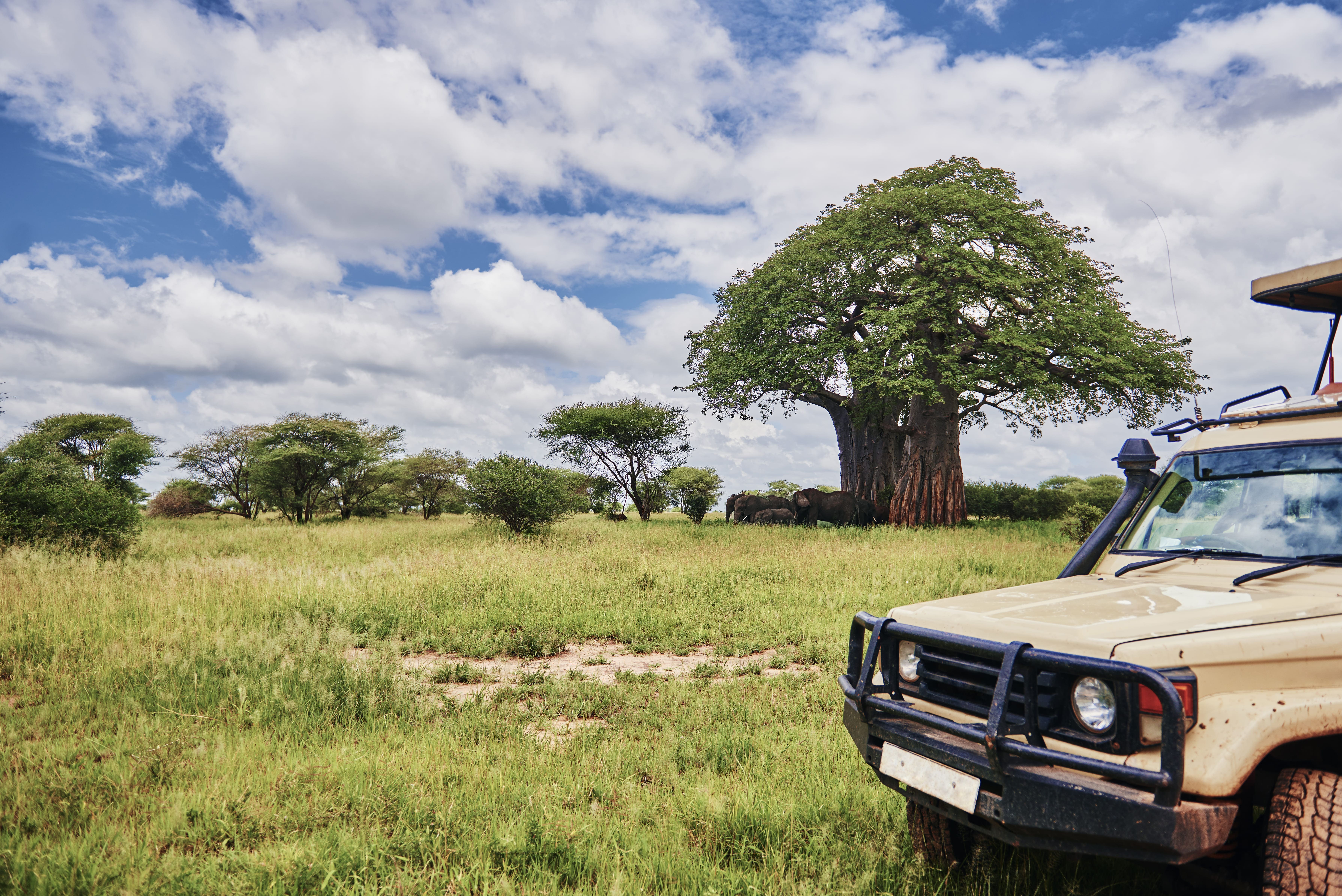 Topi safari in Tanzania