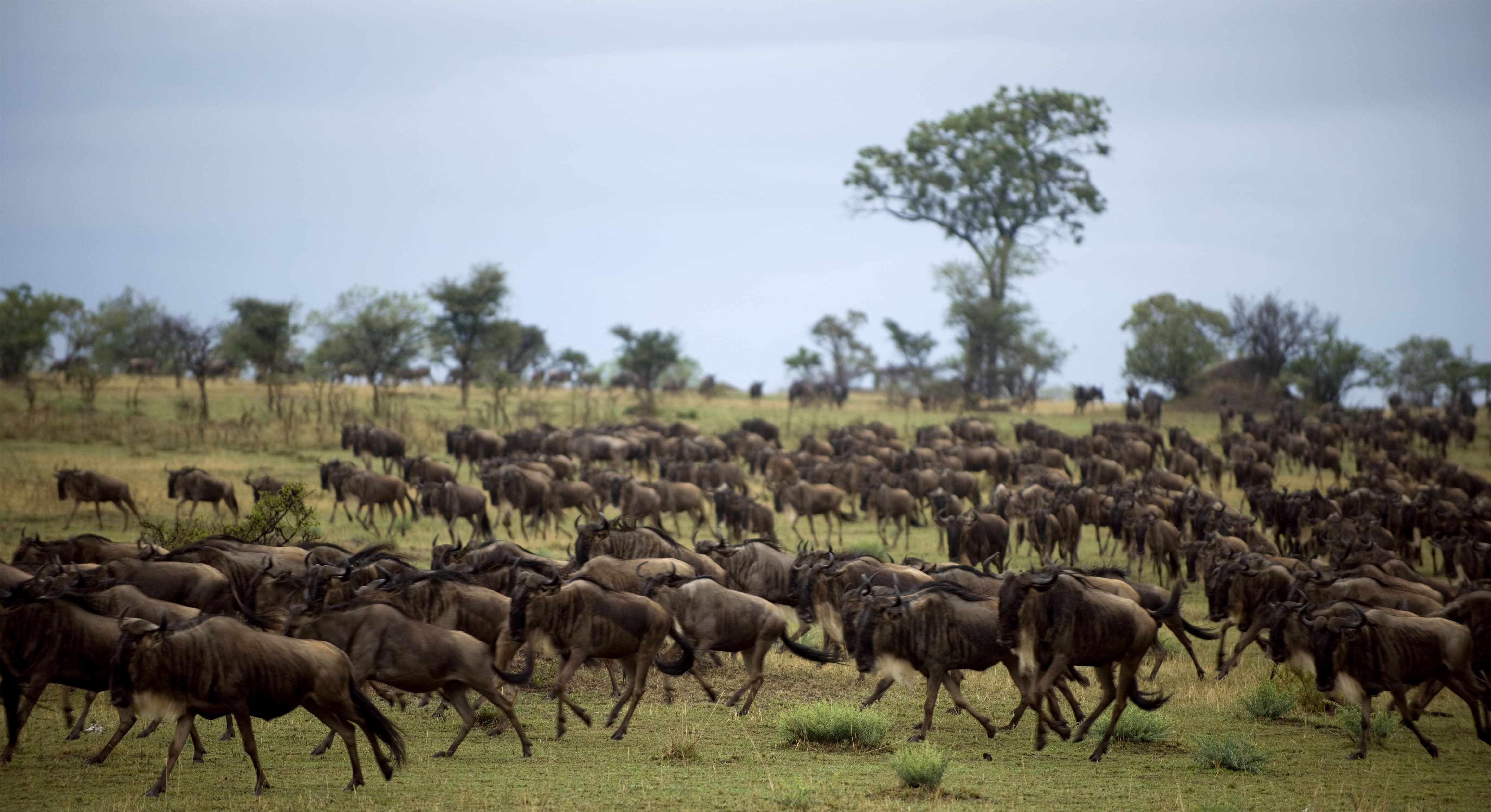 Wildebeest racing across the Serengeti during the Great Migration