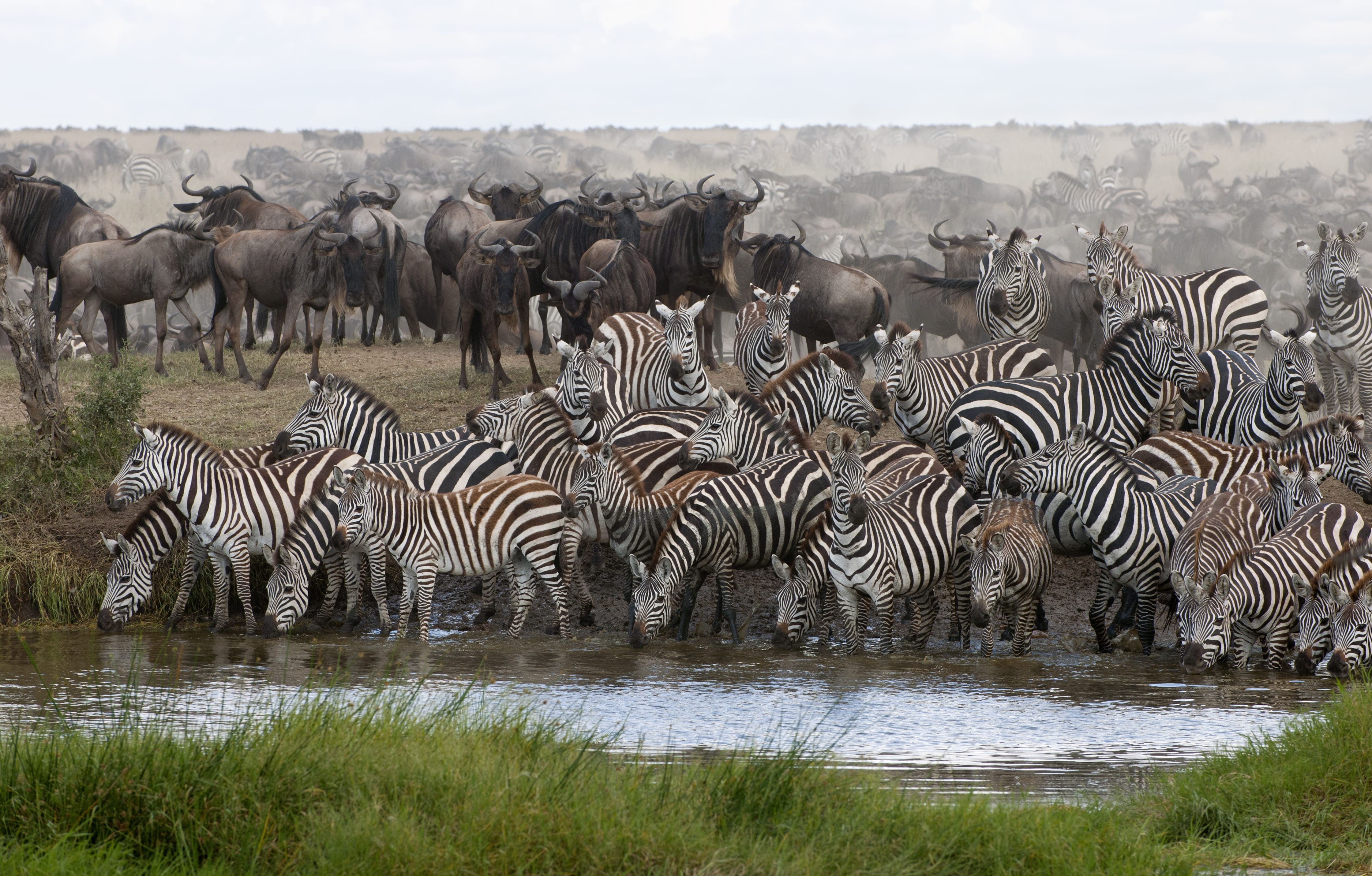 Zebras pausing near water in northern Serengeti